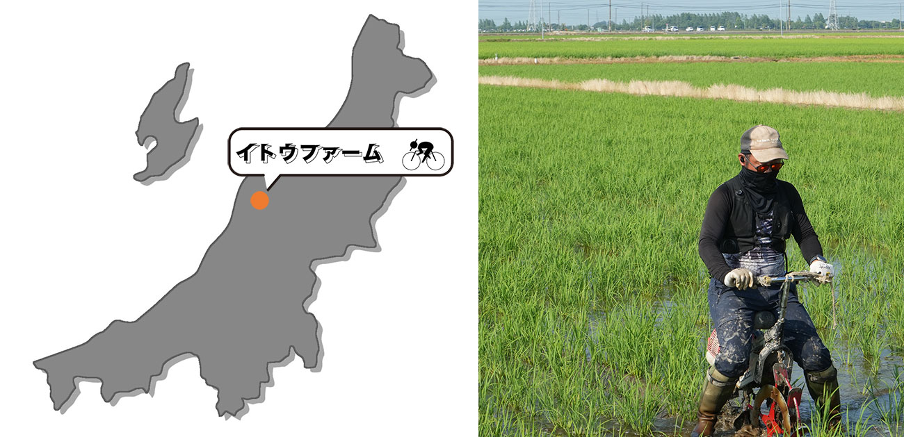 イトウファームは新潟県の真ん中辺りにある燕市にあります
