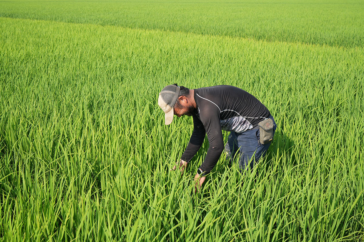 定期便を期間限定で受付する理由